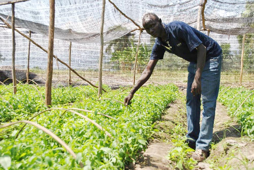 Jean-Claude Bigirimana, agronome, sur le site de multiplication de la Stevia à Musenyi (Bubanza) : « La plante va dépasser le stade de bouture si le travail n’est pas repris » ©Iwacu