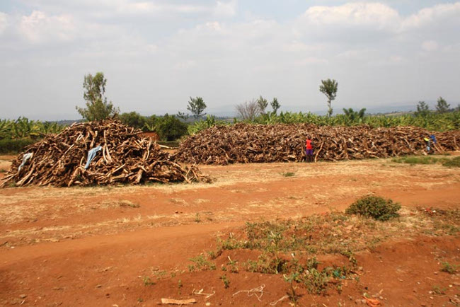 158 tonnes de bois de santal rassemblées au terrain de Ryagihana (12 Km du chief-lieu de la province Kirundo). Prix d’achat : 401.864.450 Fbu  ©Iwacu