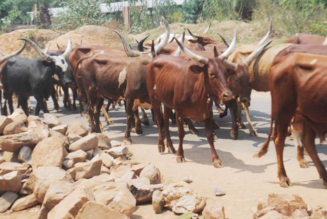 Les vaches en transhumance sur la RN3 (route Bujumbura- Nyanza-lac) ©Iwacu 
