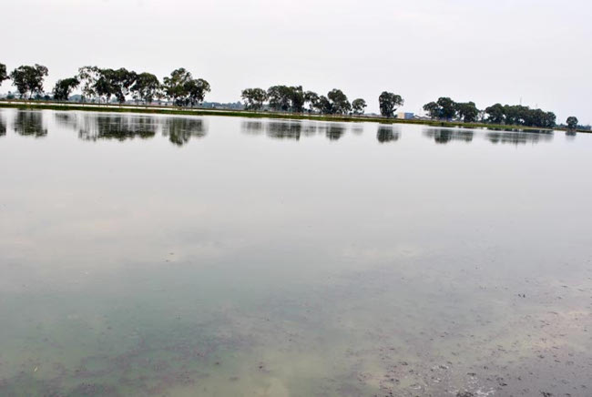 La jacinthe d’eau n’est plus dans les lagunes de Buterere ©Iwacu 