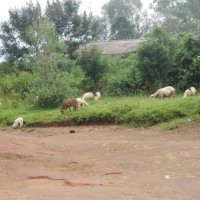Les moutons en question ©Iwacu