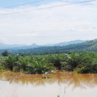 Des innondations suite à la rivière Murembwe qui a quitté son lit, des étendues de cultures endommagées ©Iwacu