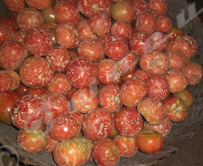 Des tomates pulvérisées avec de la dithane M45 après la récolte