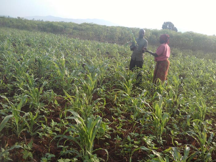 Un champ de maïs ravagés par des chenilles dans la commune Rugombo de la province Cibitoke 