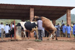 Une séance de collecte de spermes pour l’obtention des semences bovines destinées à l’insémination artificielle 