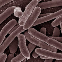 e-coli-hd