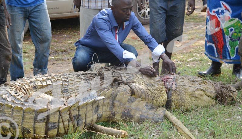 Un crocodile blessé par les braconniers sauvé