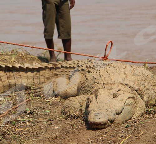 Mardi, 18 septembre 2018 - Le crocodile Gustave Junior est remis dans la Rusizi, après trois semaines de soins. Il avaient été grièvement blessé au cou par des braconniers. L'animal tout près de la rivière