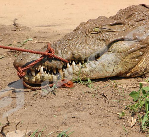 Mardi, 18 septembre 2018 - Le crocodile Gustave Junior est remis dans la Rusizi, après trois semaines de soins. Il avaient été grièvement blessé au cou par des braconniers.Pour le sortir du cage, les écogardes tirent une corde attachée au machoir