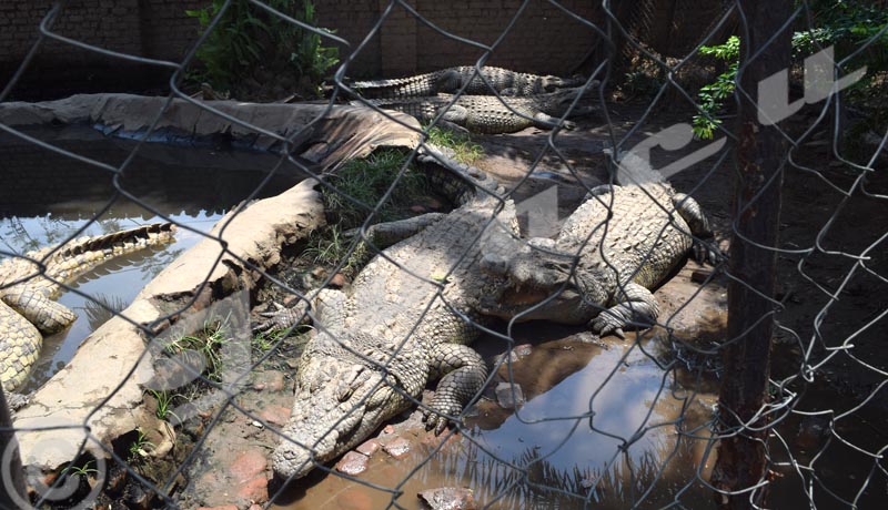Des crocodiles ‘’emprisonnés ‘’ par amour