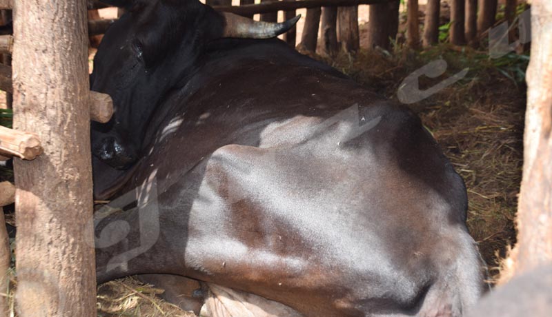 Mwaro : Une étrange maladie menace les vaches