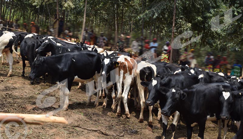 Ngozi : Des bénéficiaires des bovins du Prodefi contrariés