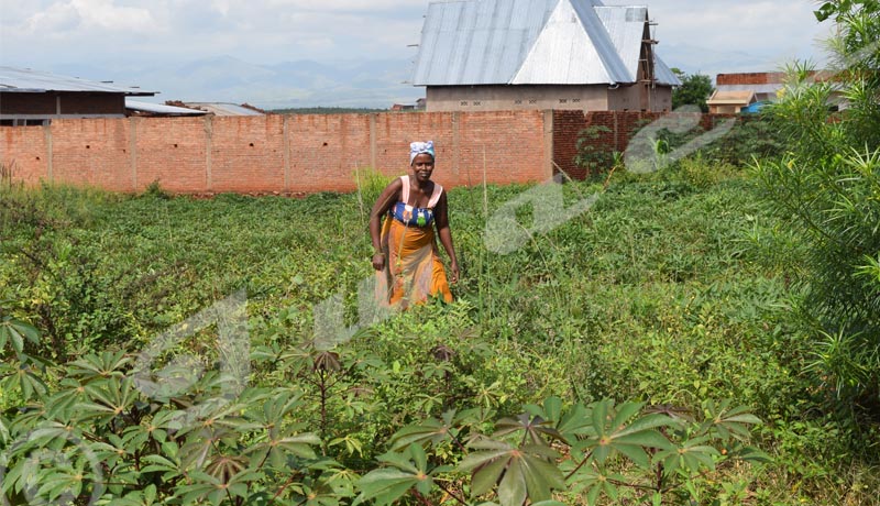 Commune Rugombo : Faute d’irrigation, les agriculteurs  redoutent la famine