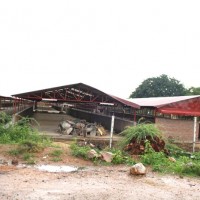 Marché Cotebu