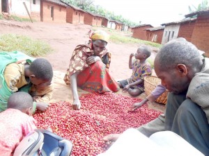 Les caféiculteurs préfèrent désormais traiter leurs cerises pour vendre un produit semi-fini ©Iwacu