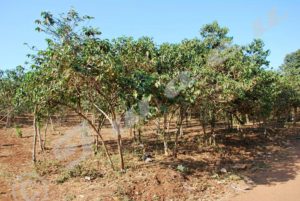 A field of the coffee trees 