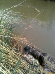 One of the two lifeless bodies recovered from the Rusizi River