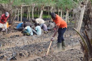 Jadot Nkurunziza working alongside volunteers in a nursery in Nyakabiga, Bujumbura