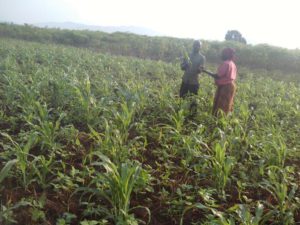 A cornfield ravaged by caterpillars in Rugombo Commune, Cibitoke Province