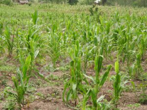 Drought, the main cause of hunger in Bubanza Province