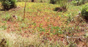 A plantation of beans affected by drought