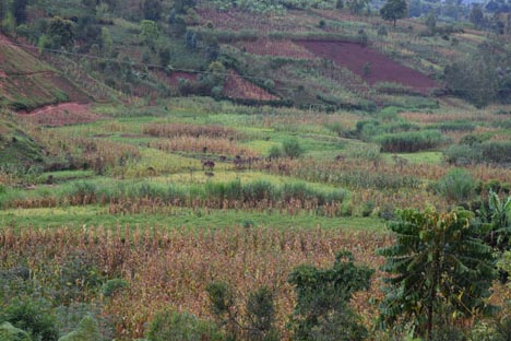 A maize field struck by drought