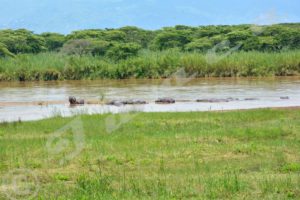 Rusizi National Park threatened by illegal fishing