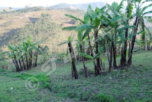 The Environment Ministry announces that the rainfall will be low during this agricultural season