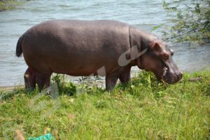 A hippopotamus grazing along Lake Tanganyika in south Bujumbura 