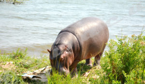 A hippopotamus grazing across Lake Tanganyika