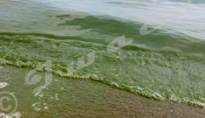 Lake Tanganyika water colored in green 