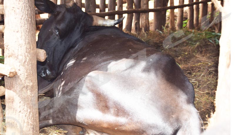A cow in agony in Bisha, Rusaka commune 