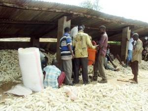 Du mais à moudre à Rugombo ©Iwacu