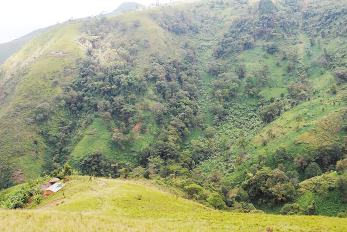 Sur les collines Karehe, Karirimvya et Gakere, de la commune Vyanda, des habitations, des champs de haricots, de manioc, et ce en plein dans la réserve forestière de Vyanda-Rumonge ©Iwacu