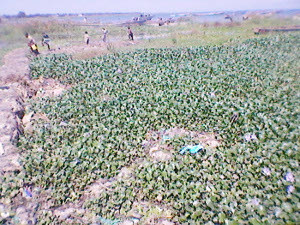 La jacinthe d'eau, sur les bords du Tamganyika ©Iwacu