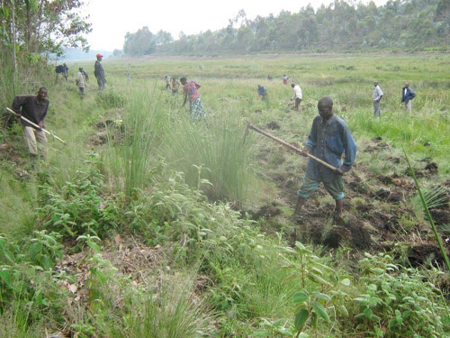 La population arrache les herbes nuisibles à la qualité de la tourbe ©Iwacu