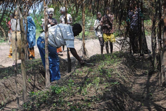 Le directeur provincial de l'agriculture et de l'élevage procède à l'arrachage de la culture de stévia à Kizuka en commune de Rumonge ©Iwacu