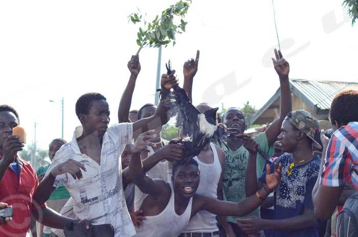 Faute d'aigle les manifestants de Musanga dansent avec un corbeau en mains. Ils chantent en disant qu'ils ont pris l'aigle, symbole du CNDD-FDD ©Iwacu