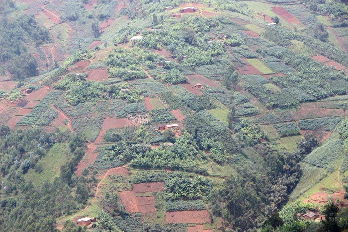 Flancs couverts de champs des collines de Mutambu