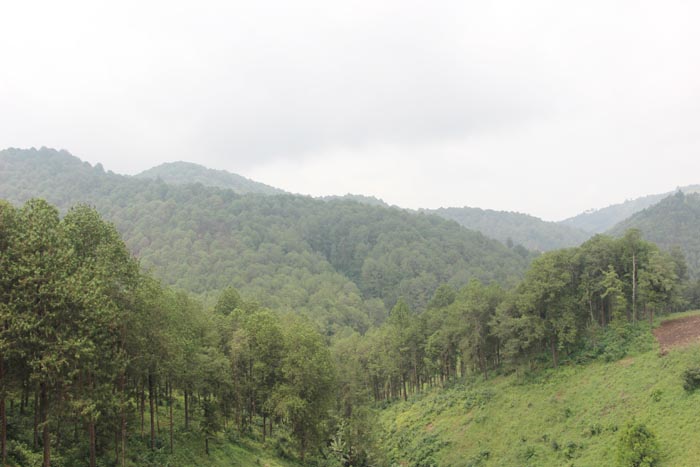 Rugazi, un paradis forestier