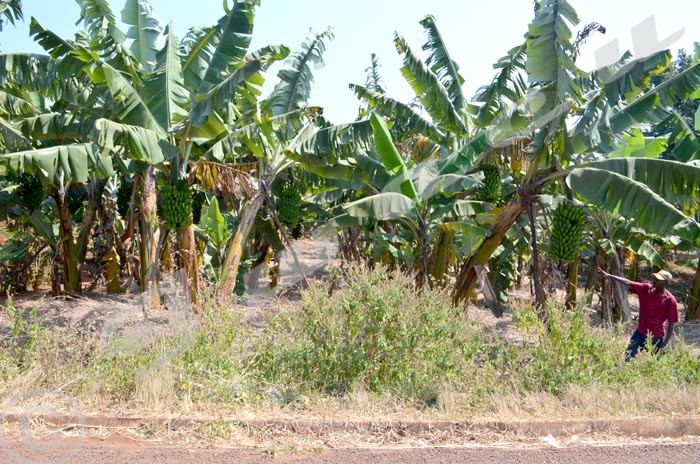 Plantation de la  banane « Kisasu » à Murama, commune Muyinga