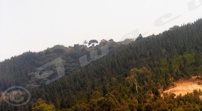 La population craint que des groupes armés s'installent dans cette forêt qui se trouve à quelques mètres de la ville de Bururi