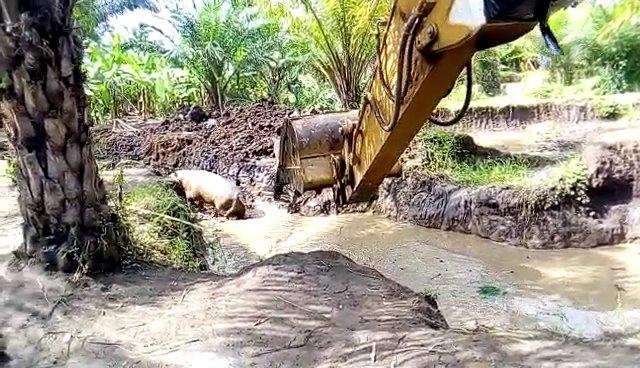 L’hippopotame, une espèce menacée au Burundi