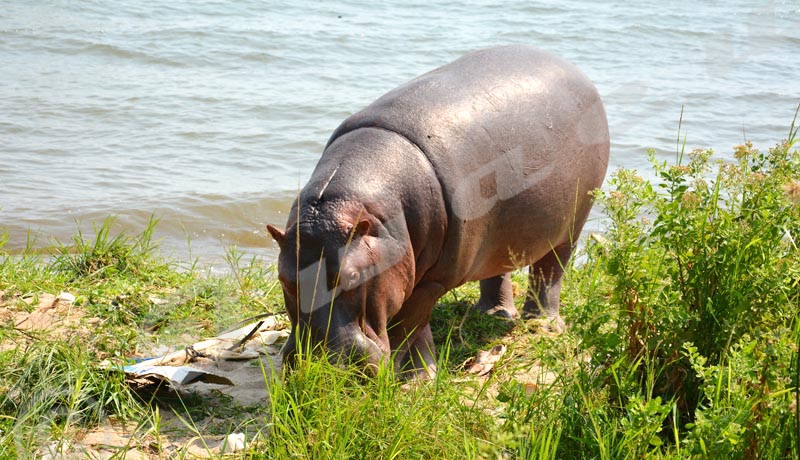 Gisuru: des hippopotames sèment le chaos