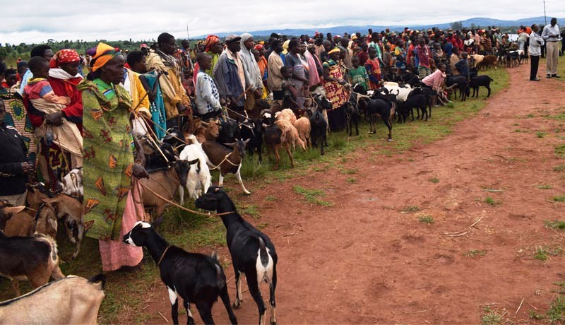 Plus de 8.000 petits ruminants morts de la peste depuis décembre