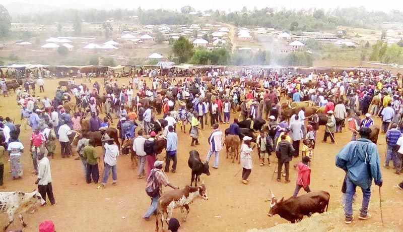 Gitega : les vaches se raréfient