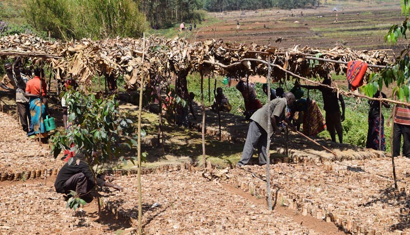 Projets financés par le FIDA, un tremplin pour le développement durable au Burundi