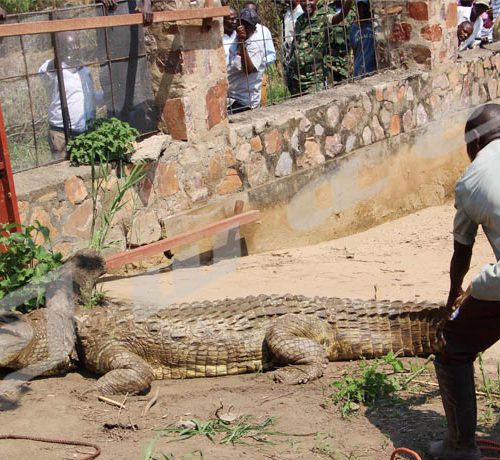 Mardi, 18 septembre 2018 - Le crocodile Gustave Junior est remis dans la Rusizi, après trois semaines de soins. Il avaient été grièvement blessé au cou par des braconniers. Courageux, un écogarde touche la queue de l'animal