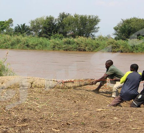 Mardi, 18 septembre 2018 - Le crocodile Gustave Junior est remis dans la Rusizi, après trois semaines de soins. Il avaient été grièvement blessé au cou par des braconniers. Les écogardes le tirent pour le ramener dans l'eau 