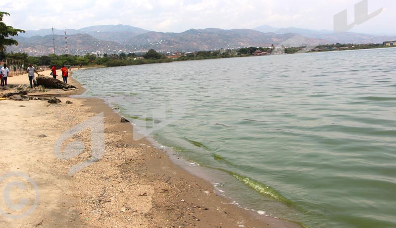 Inquiétante couche verte sur une partie des eaux du lac Tanganyika